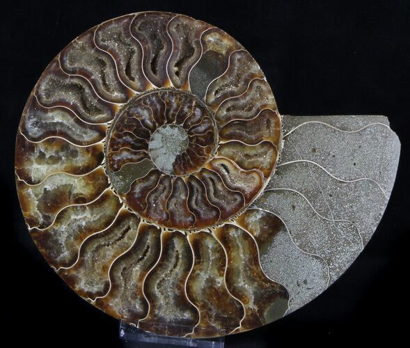 Ammonite Fossil (Half) - Million Years #37266